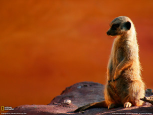 Картинка животные сурикаты