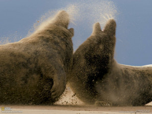 Картинка животные тюлени морские львы котики