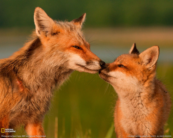 Обои картинки фото животные, лисы