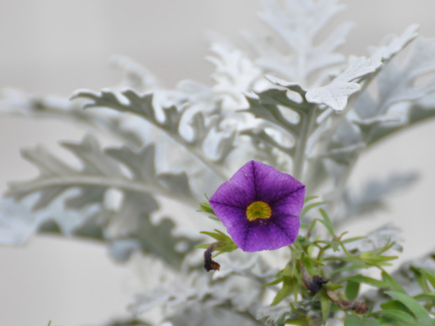 Обои картинки фото цветы