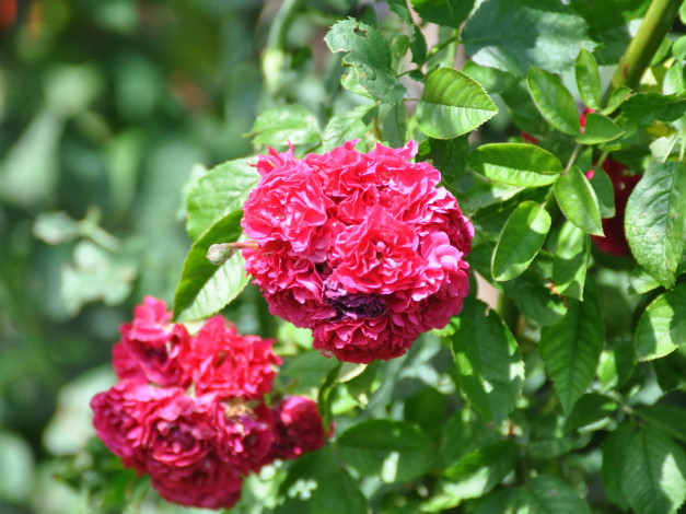 Обои картинки фото цветы, розы