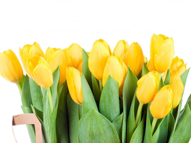 Обои картинки фото цветы, тюльпаны