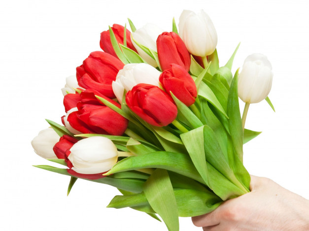 Обои картинки фото цветы, тюльпаны