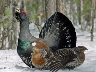 Картинка автор игорь савченко животные глухари тетерева фазаны