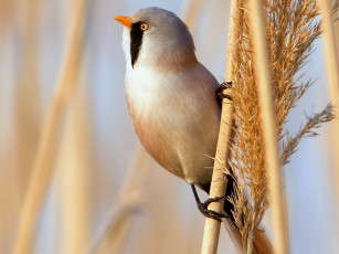 Картинка автор илья уколов усатая синица животные синицы лазоревки