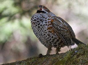 Картинка автор вячеслав забугин рябчик животные куропатки рябчики перепела
