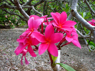 Картинка цветы плюмерия