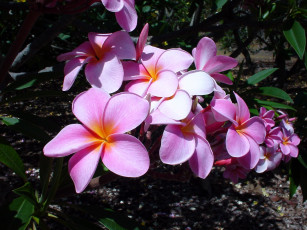 Картинка цветы плюмерия