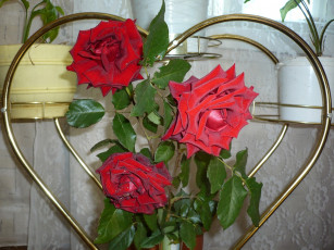 Картинка цветы розы