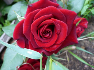 Картинка цветы розы