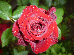 Картинка цветы розы