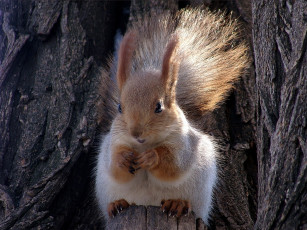 Картинка животные белки