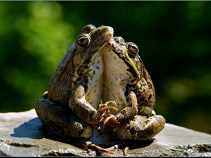 Картинка животные лягушки