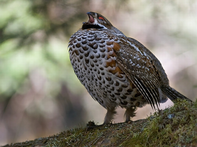 Обои картинки фото автор, вячеслав, забугин, рябчик, животные, куропатки, рябчики, перепела