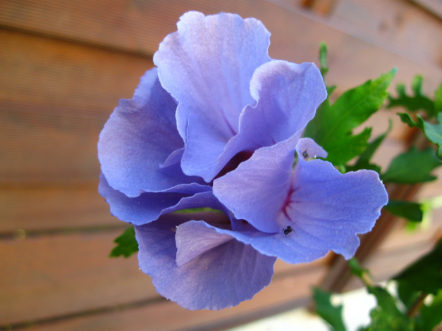 Обои картинки фото цветы, петунии, калибрахоа