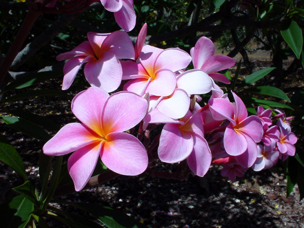 Обои картинки фото цветы, плюмерия