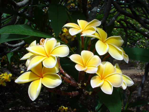 Обои картинки фото цветы, плюмерия