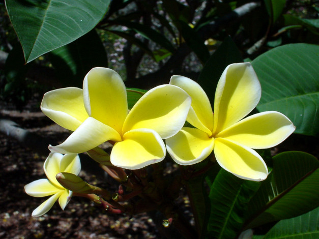 Обои картинки фото цветы, плюмерия