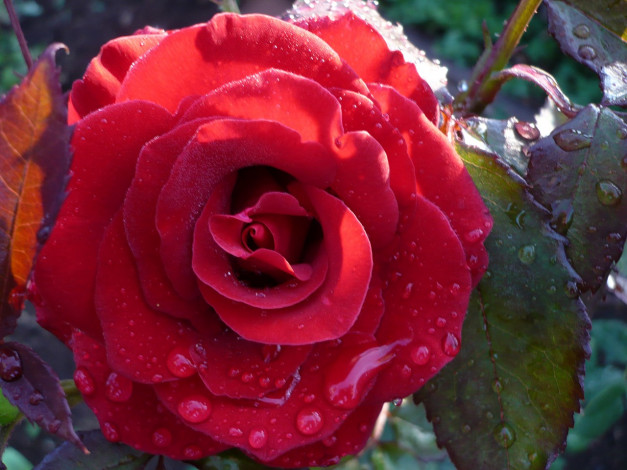 Обои картинки фото цветы, розы