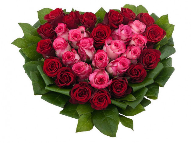 Обои картинки фото цветы, розы