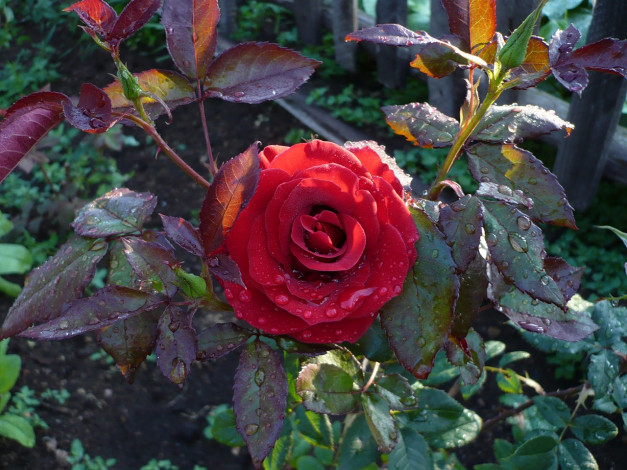 Обои картинки фото цветы, розы