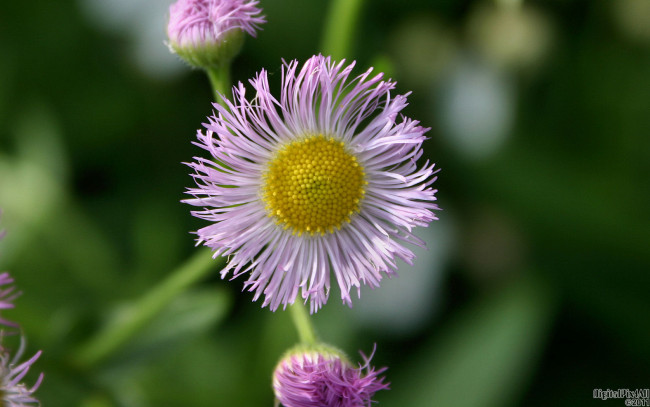 Обои картинки фото цветы, астры