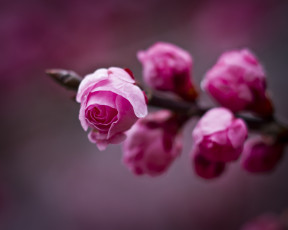 Картинка цветы цветущие деревья кустарники ветка бутоны цветок сливы макро