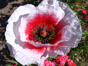 Картинка автор danaka цветы маки макро