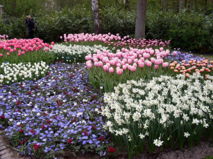 Картинка цветы разные вместе сад цветник