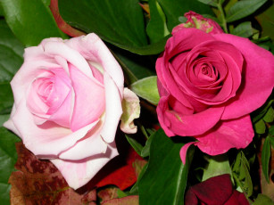 Картинка цветы розы бутоны