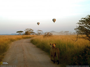 Картинка животные львы воздушный шар дорога саванна