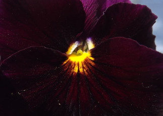 Картинка автор danaka цветы анютины глазки садовые фиалки макро