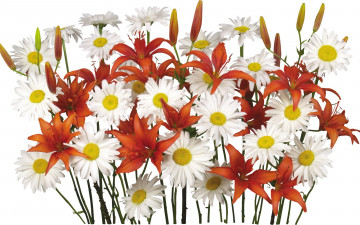 Картинка цветы букеты композиции ромашки лилии