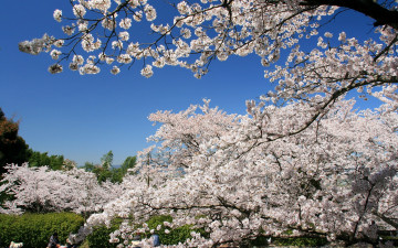 обоя цветы, сакура, вишня, ветки, небо