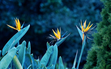 Картинка цветы стрелиция райская птица экзотика