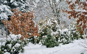 Картинка природа зима деревья лес снег