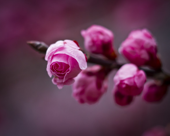 Обои картинки фото цветы, цветущие, деревья, кустарники, ветка, бутоны, цветок, сливы, макро