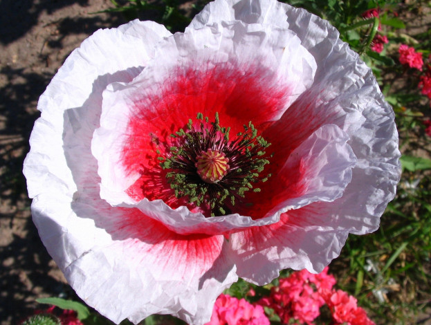 Обои картинки фото автор, danaka, цветы, маки, макро