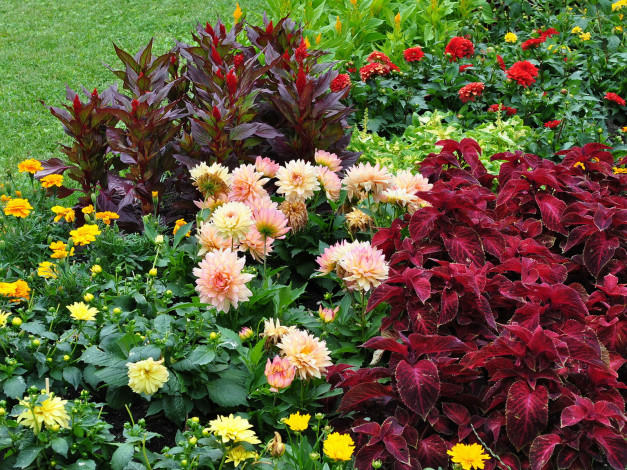 Обои картинки фото цветы, разные, вместе, лето