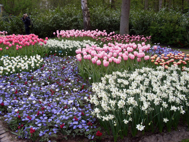 Обои картинки фото цветы, разные, вместе, сад, цветник