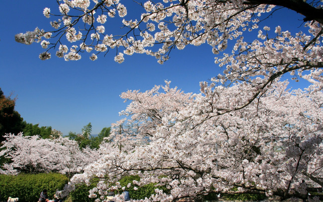 Обои картинки фото цветы, сакура, вишня, ветки, небо
