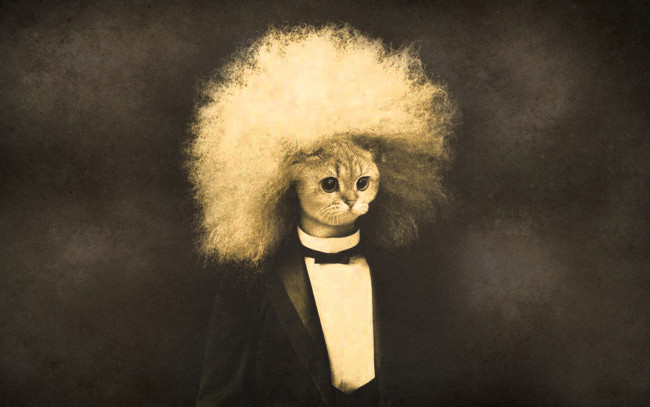 Обои картинки фото юмор, приколы, кот, прическа