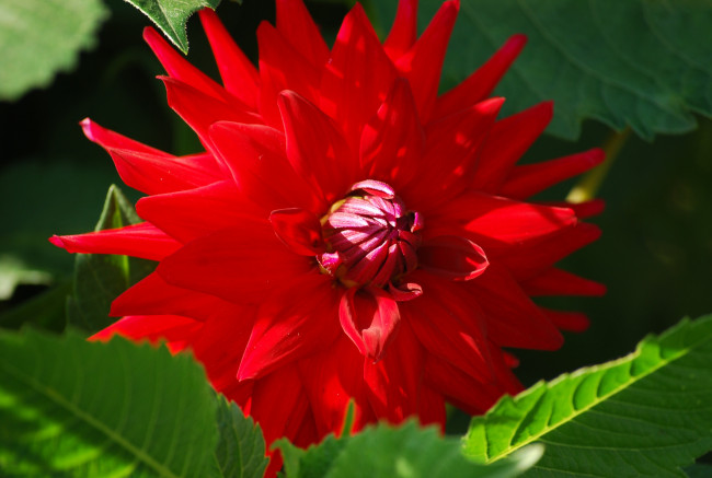 Обои картинки фото цветы, георгины, красный