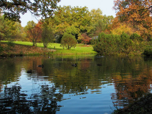 Картинка ботанический сад москва природа парк пруд растения