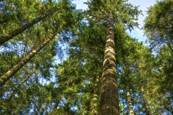 Картинка природа деревья кроны стволы