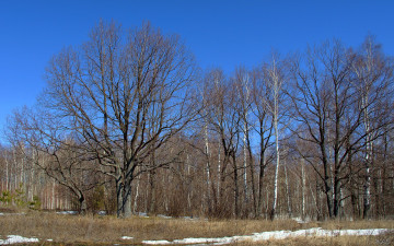 Картинка весенний лес природа дубы березы