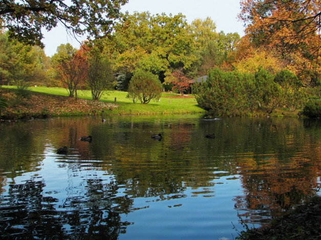 Обои картинки фото ботанический, сад, москва, природа, парк, пруд, растения