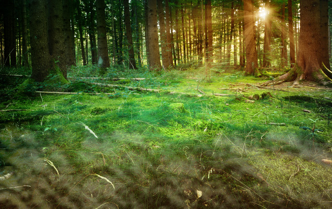 Обои картинки фото природа, восходы, закаты, лес, деревья, лучи