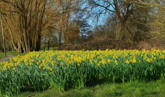 Обои картинки фото природа, луга, цветы, трава