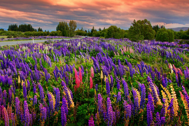 Обои картинки фото природа, луга, трава, цветы